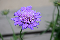 Butterfly Blue Pincushion Flower (Scabiosa 'Butterfly Blue') at English Gardens