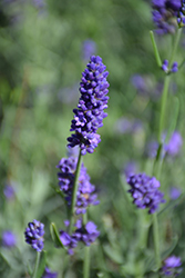 Sweet Romance Lavender (Lavandula angustifolia 'Kerlavangem') at English Gardens
