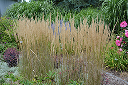 El Dorado Feather Reed Grass (Calamagrostis x acutiflora 'El Dorado') at English Gardens