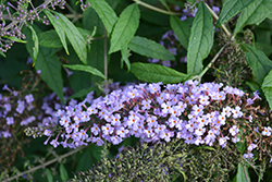 Lavender Cascade Butterfly Bush (Buddleia 'Lavender Cascade') at English Gardens