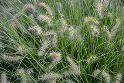 Little Bunny Dwarf Fountain Grass (Pennisetum alopecuroides 'Little Bunny') at English Gardens