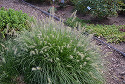 Little Bunny Dwarf Fountain Grass (Pennisetum alopecuroides 'Little Bunny') at English Gardens