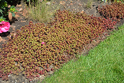 Fulda Glow Stonecrop (Sedum spurium 'Fuldaglut') at English Gardens