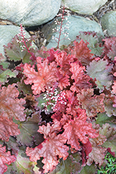 Peachberry Ice Coral Bells (Heuchera 'Peachberry Ice') at English Gardens