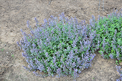 Picture Purrfect Catmint (Nepeta 'Picture Purrfect') at English Gardens