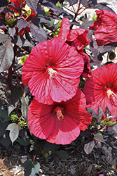 Summerific Holy Grail Hibiscus (Hibiscus 'Holy Grail') at English Gardens