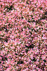 Rock 'N Round Pride and Joy Stonecrop (Sedum 'Pride and Joy') at English Gardens