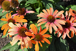 Color Coded Orange You Awesome Coneflower (Echinacea 'Orange You Awesome') at English Gardens