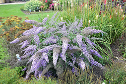 Grand Cascade Butterfly Bush (Buddleia 'Grand Cascade') at English Gardens
