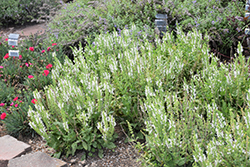 White Profusion Meadow Sage (Salvia nemorosa 'White Profusion') at English Gardens