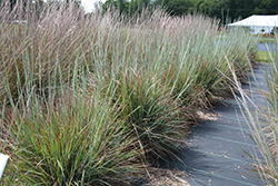 Standing Ovation Bluestem (Schizachyrium scoparium 'Standing Ovation') at English Gardens