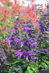 Purple & Bloom Sage (Salvia guaranitica 'Purple & Bloom') at English Gardens