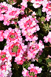 Superbena Sparkling Rose Verbena (Verbena 'RIKAV52102') at English Gardens