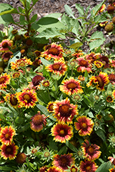 Arizona Sun Blanket Flower (Gaillardia x grandiflora 'Arizona Sun') at English Gardens