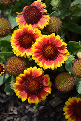 Barbican Yellow Red Ring Blanket Flower (Gaillardia aristata 'Barbican Yellow Red Ring') at English Gardens