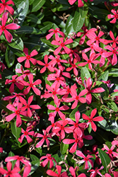 Soiree Kawaii Red Vinca (Catharanthus roseus 'Soiree Kawaii Red') at English Gardens