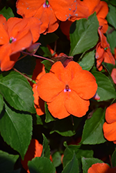 Beacon Orange Impatiens (Impatiens walleriana 'PAS1377331') at English Gardens
