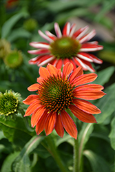 Artisan Red Ombre Coneflower (Echinacea 'PAS1257973') at English Gardens
