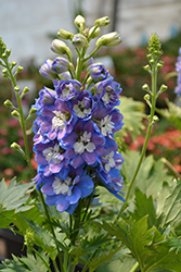 Aurora Blue Larkspur (Delphinium 'Aurora Blue') at English Gardens