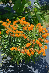 Butterfly Weed (Asclepias tuberosa) at English Gardens