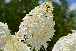 Vanilla Strawberry Hydrangea (Hydrangea paniculata 'Renhy') at English Gardens