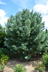 Forest Sky Hybrid Pine (Pinus 'Forest Sky') in Detroit Ann Arbor ...