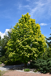 Gold Rush Dawn Redwood (Metasequoia glyptostroboides 'Gold Rush') at English Gardens