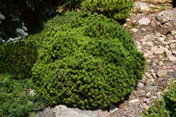 Mops Mugo Pine (Pinus mugo 'Mops') at English Gardens