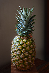 Pineapple (Ananas comosus) at English Gardens