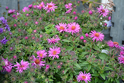 Pink Crush New England Aster (Symphyotrichum novae-angliae 'Pink Crush') at English Gardens