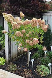Limelight Hydrangea (tree form) (Hydrangea paniculata 'Limelight (tree form)') at English Gardens