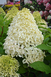 Quick Fire Fab Hydrangea (Hydrangea paniculata 'SMNHPM') at English Gardens