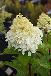 Limelight Prime Hydrangea (Hydrangea paniculata 'SMNHPPH') at English Gardens