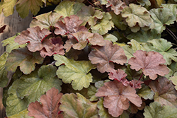 Carnival Coffee Bean Coral Bells (Heuchera 'Coffee Bean') at English Gardens