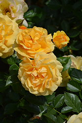 Julia Child Rose (Rosa 'WEKvosstuno') at English Gardens