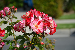 Fourth of July Rose (Rosa 'Fourth of July') at English Gardens