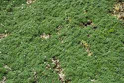 Elfin Creeping Thyme (Thymus praecox 'Elfin') at English Gardens