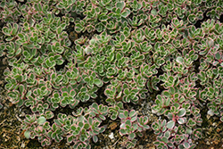 Tricolor Stonecrop (Sedum spurium 'Tricolor') at English Gardens