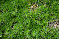 Irish Moss (Sagina subulata) at English Gardens