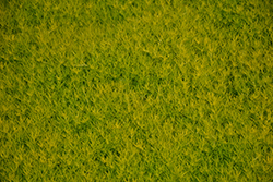 Scotch Moss (Sagina subulata 'Aurea') at English Gardens