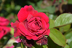 Tess Of The D'Urbervilles Rose (Rosa 'Tess Of The D'Urbervilles') at English Gardens