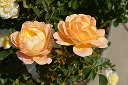 Lady Of Shalott Rose (Rosa 'Ausnyson') at English Gardens