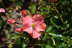 Flower Carpet Pink Supreme Rose (Rosa 'Flower Carpet Pink Supreme') at English Gardens
