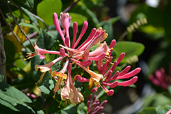 Goldflame Honeysuckle (Lonicera x heckrottii) at English Gardens