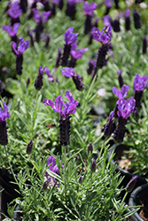 Javelin Forte Deep Purple Lavender (Lavandula stoechas 'Javelin Forte Deep Purple') at English Gardens