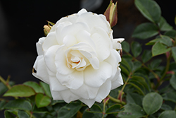 Iceberg Rose (Rosa 'Iceberg') at English Gardens