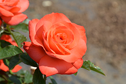 Marmalade Skies Rose (Rosa 'Marmalade Skies') at English Gardens