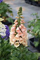 Dalmatian Peach Foxglove (Digitalis purpurea 'Dalmatian Peach') at English Gardens
