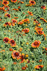 SpinTop Copper Sun Blanket Flower (Gaillardia aristata 'SpinTop Copper Sun') at English Gardens
