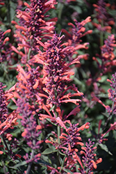 Kudos Coral Hyssop (Agastache 'Kudos Coral') at English Gardens